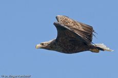 Seeadler (2 von 11).jpg